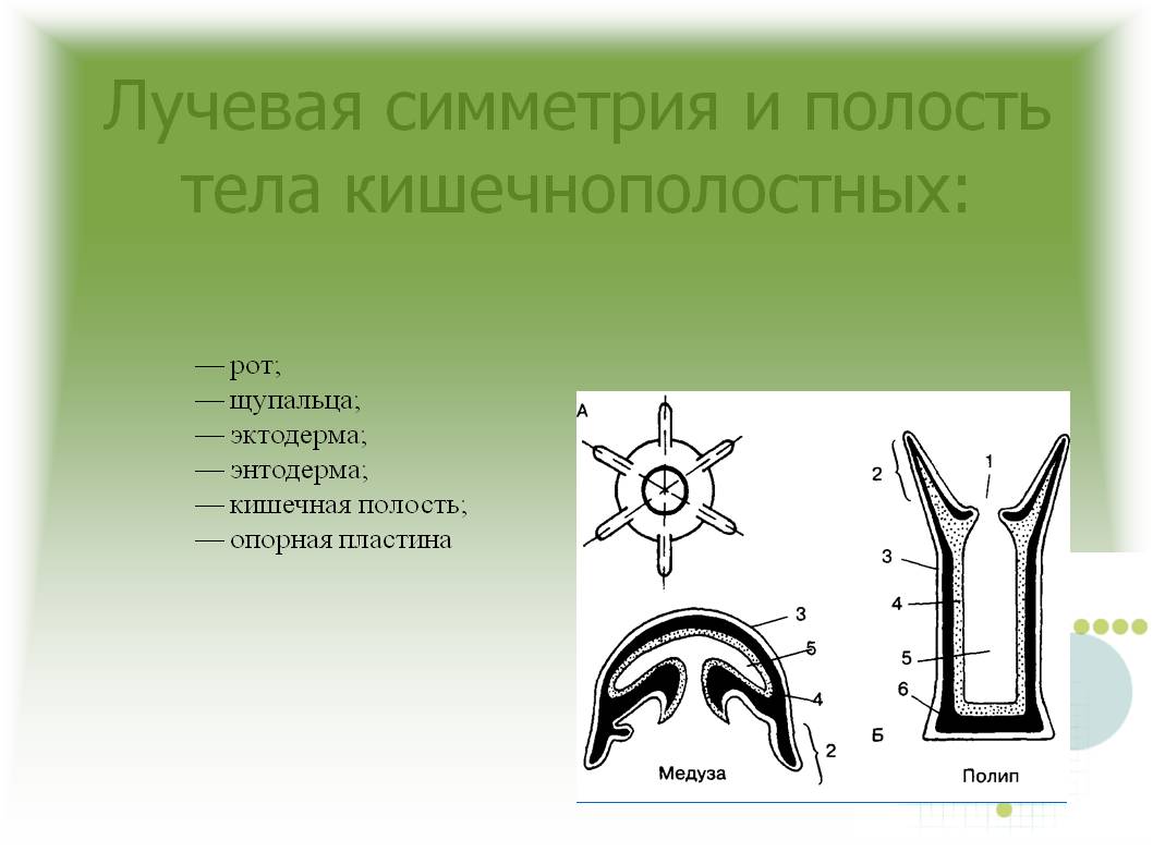 Kra38.cc